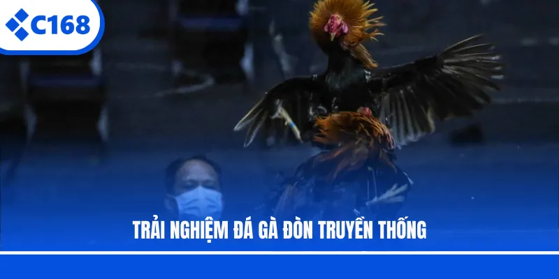 Trải nghiệm đá gà đòn truyền thống