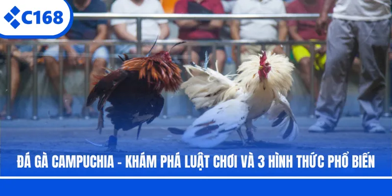 Đá Gà Campuchia - Khám Phá Luật Chơi Và 3 Hình Thức Phổ Biến