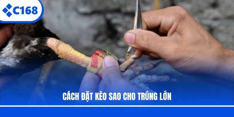 Cách đặt kèo sao cho trúng lớn