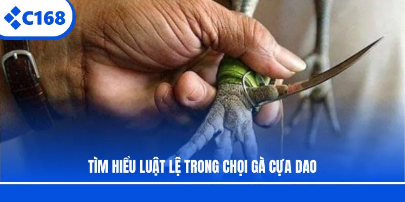 Tìm hiểu luật lệ trong chọi gà cựa dao